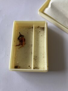 へその緒
