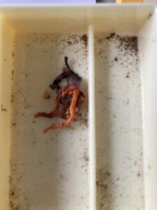 へその緒
